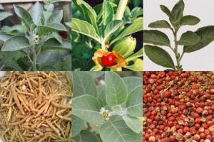 ashwagandha rimedi ayurvedici consulenza ayurvedica simona vignali milano