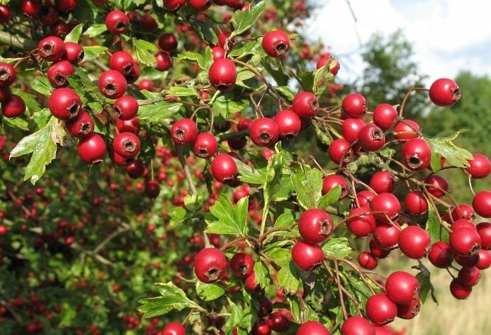 Ashwagandha, il tonico sessuale maschile