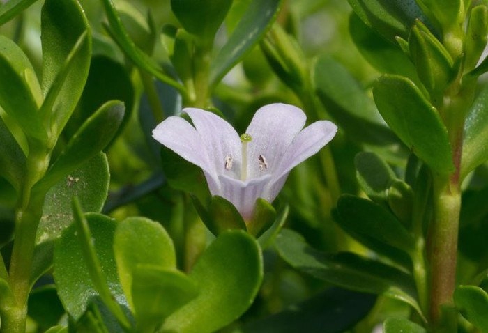 Brahmi rimedio ayurvedico per il sistema nervoso