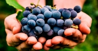 Se mangi uva ogni giorno, puoi dimagrire velocemente