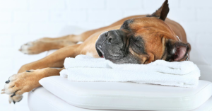 Massaggio ayurvedico del cane: istruzioni per massaggiare i cani e farli stare ancora meglio