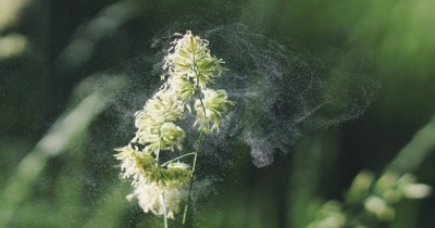 Così puoi combattere le allergie con rimedi naturali