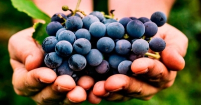 Se mangi uva ogni giorno, puoi dimagrire velocemente