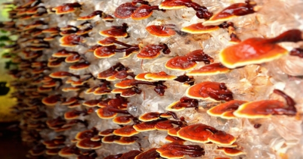 6 benefici incredibili del fungo Reishi