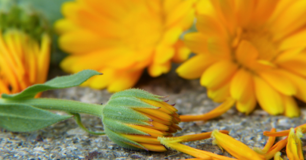 Affidati a un Naturopata per dimagrire senza dieta