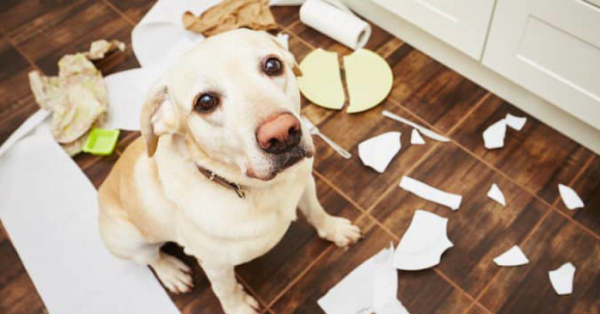 Massaggio ayurvedico per cani durante la pubertà per mitigare la fase di disobbedienza adolescenziale