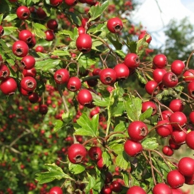 Ashwagandha, il tonico sessuale maschile