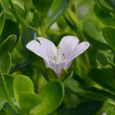 Brahmi rimedio ayurvedico per il sistema nervoso