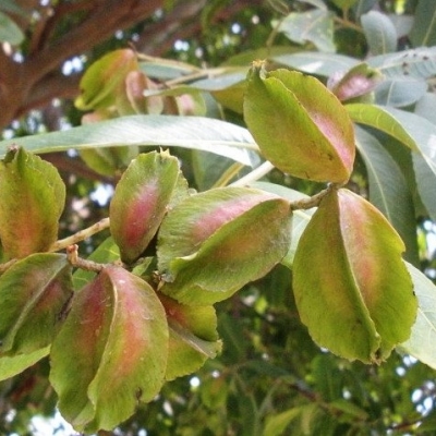 Terminalia Arjuna rimedio ayurvedico per il cuore