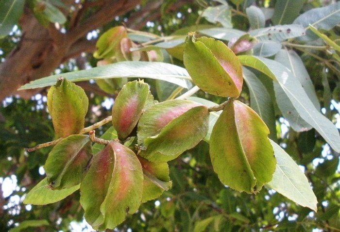 Terminalia Arjuna rimedio ayurvedico per il cuore